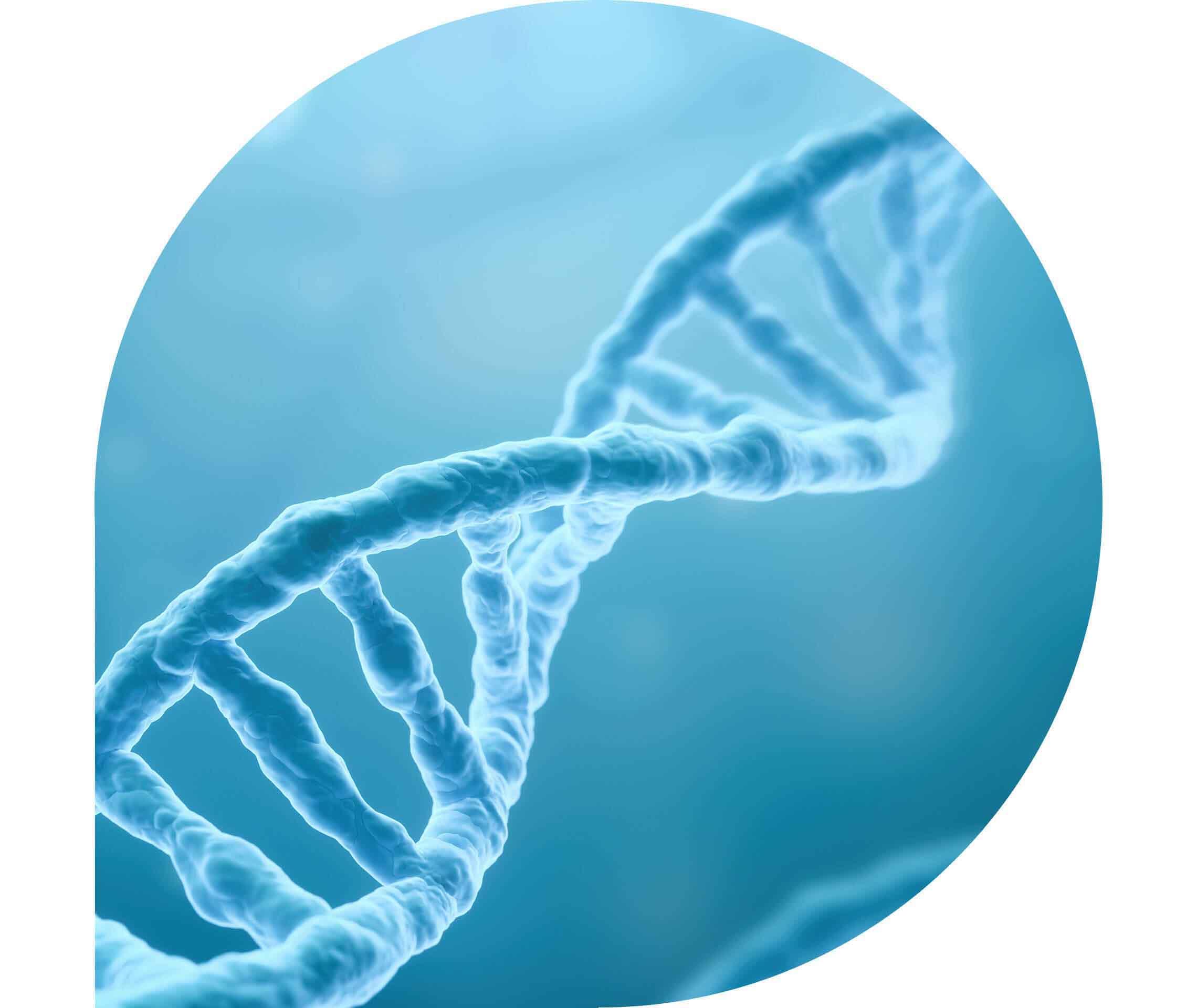 Ratgeber Rheuma: HLA-Genvariante DR4/DRB1 unterm Mikroskop