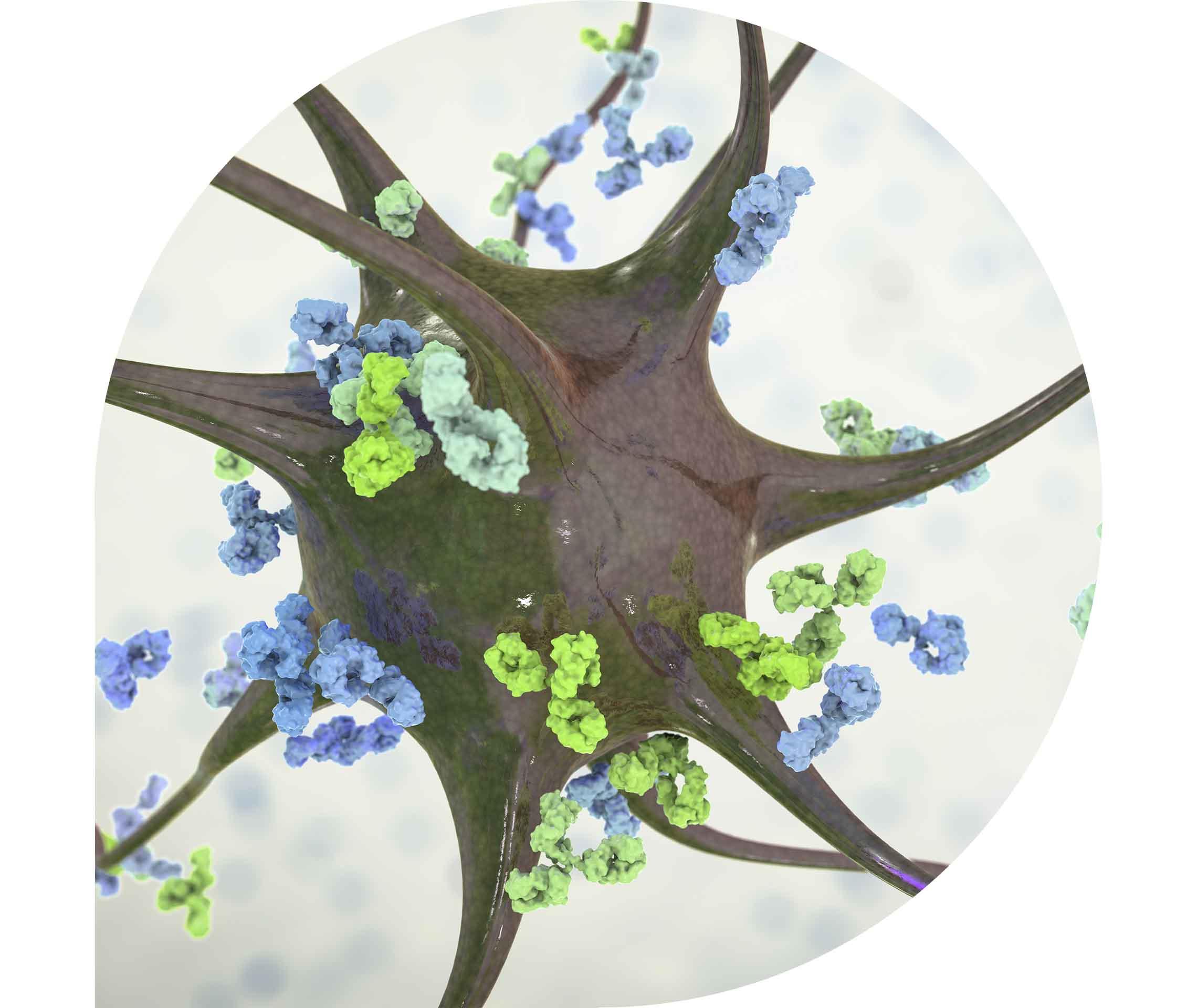 Ratgeber Rheuma: Symbolfoto, auf dem Antikörper ein Neuron angreifen