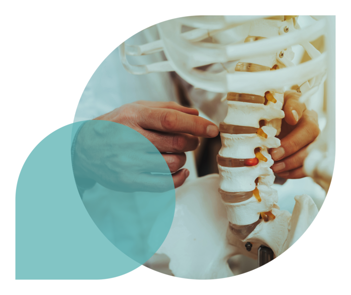 Zwei Hände an einem Modell einer Wirbelsäule.