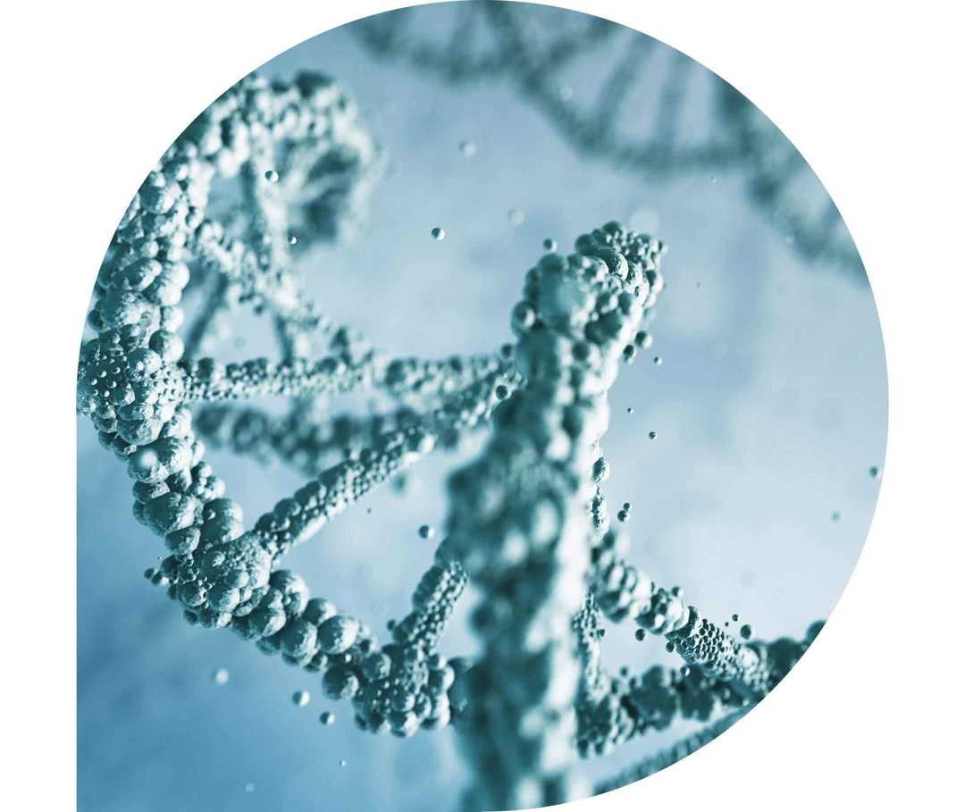 Ratgeber Rheuma: Human Leukocyte Antigen B27 unter Mikroskop