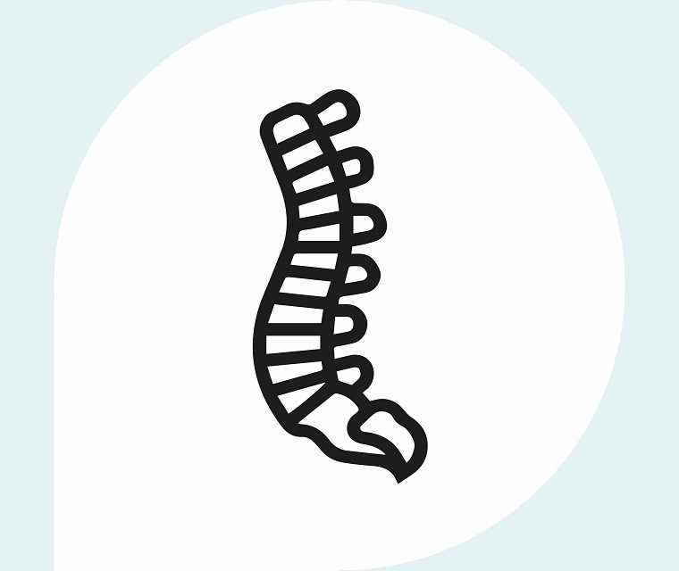 Ratgeber Rheuma: Schematische Darstellung einer Wirbelsäule