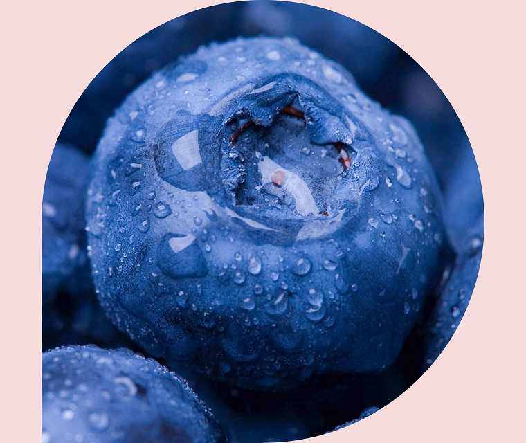 Eine Blaubeere mit Wassertropfen darauf.