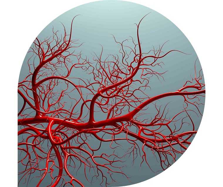 Ratgeber Rheuma: Symbolbild für Gefäße in einem Körper Ratgeber Rheuma: Symbolbild für Gefäße in einem Körper