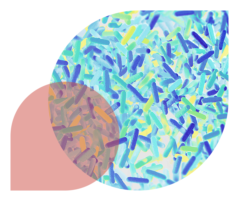 Ratgeber Rheuma: Darmbakterien unterm Mikroskop