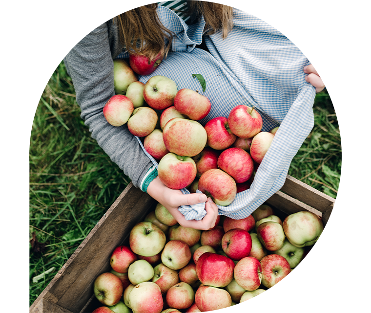 Eine Frau füllt frisch gepflückte Äpfel in eine Kiste