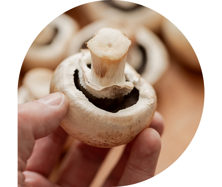 Eine Hand hält einen frischen Champignon