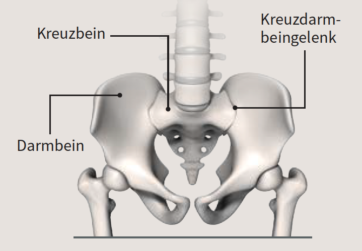 Die Grafik veranschaulicht Lage und Funktion des Kreuzdarmbeingelenks: Dies Gelenk verbindet das Kreuzbein mit den beiden Darmbeinen des Beckens und wird auch als Iiosakralgelenke oder Sakroiliakalgelenke bezeichnet.  