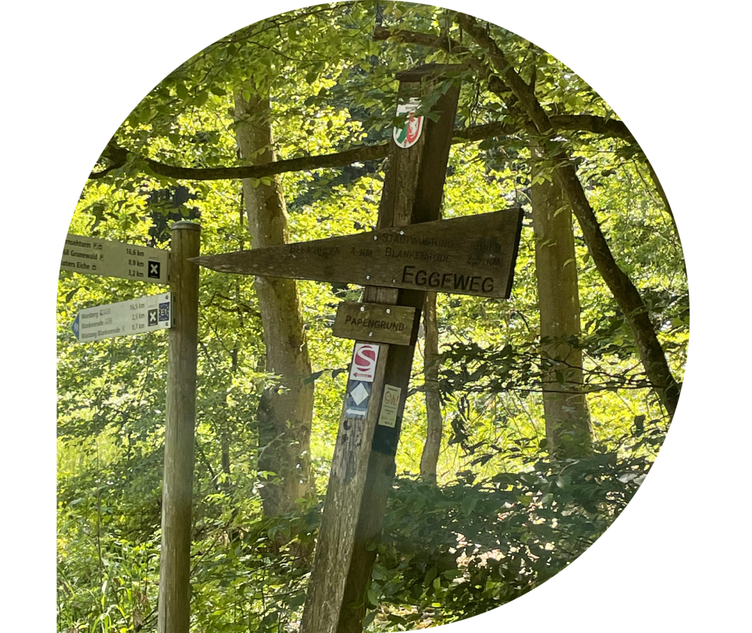 Wegweiser in verschiedene Richtungen in einem Wald. 